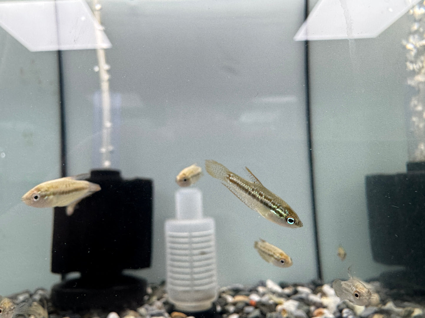 叩叩魚