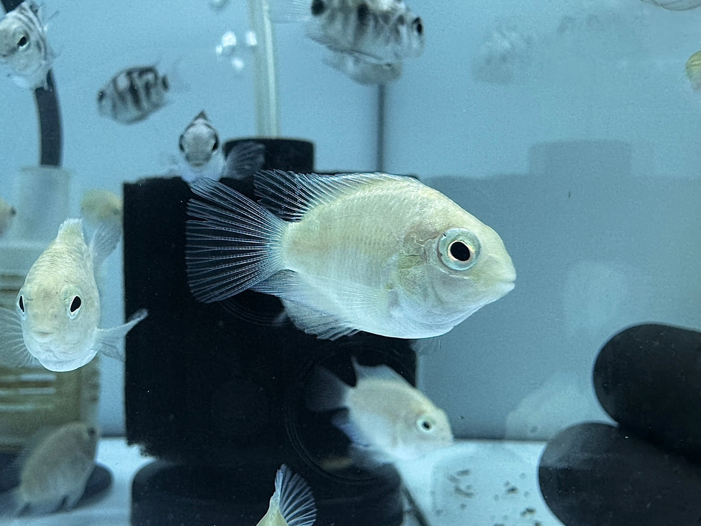白金鸚鵡