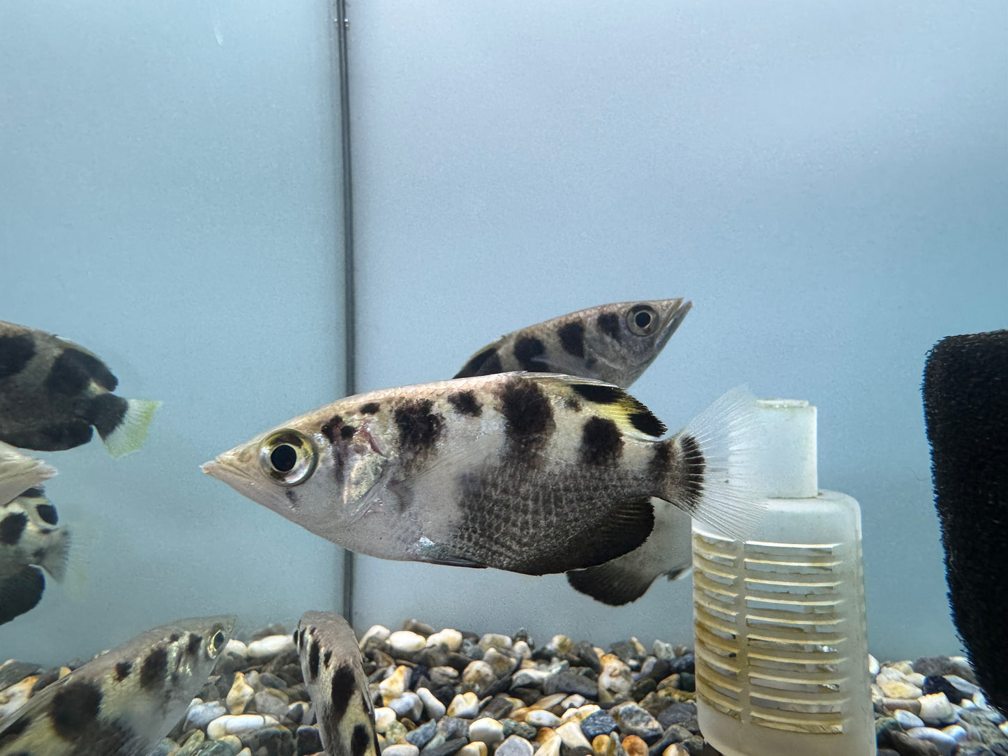高射炮魚(射水魚)