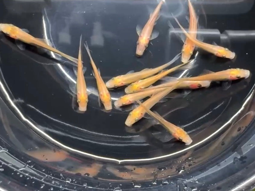 黃金青苔鼠