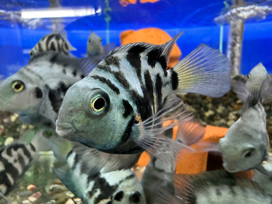 藍寶鸚鵡
