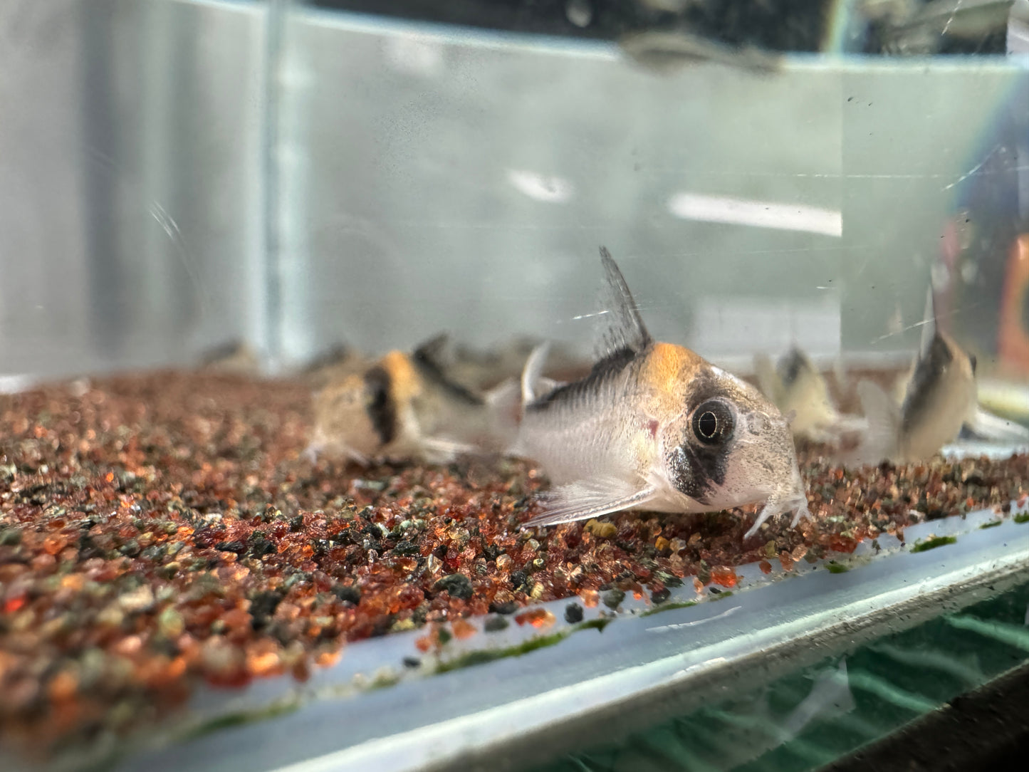 黑金紅頭鼠