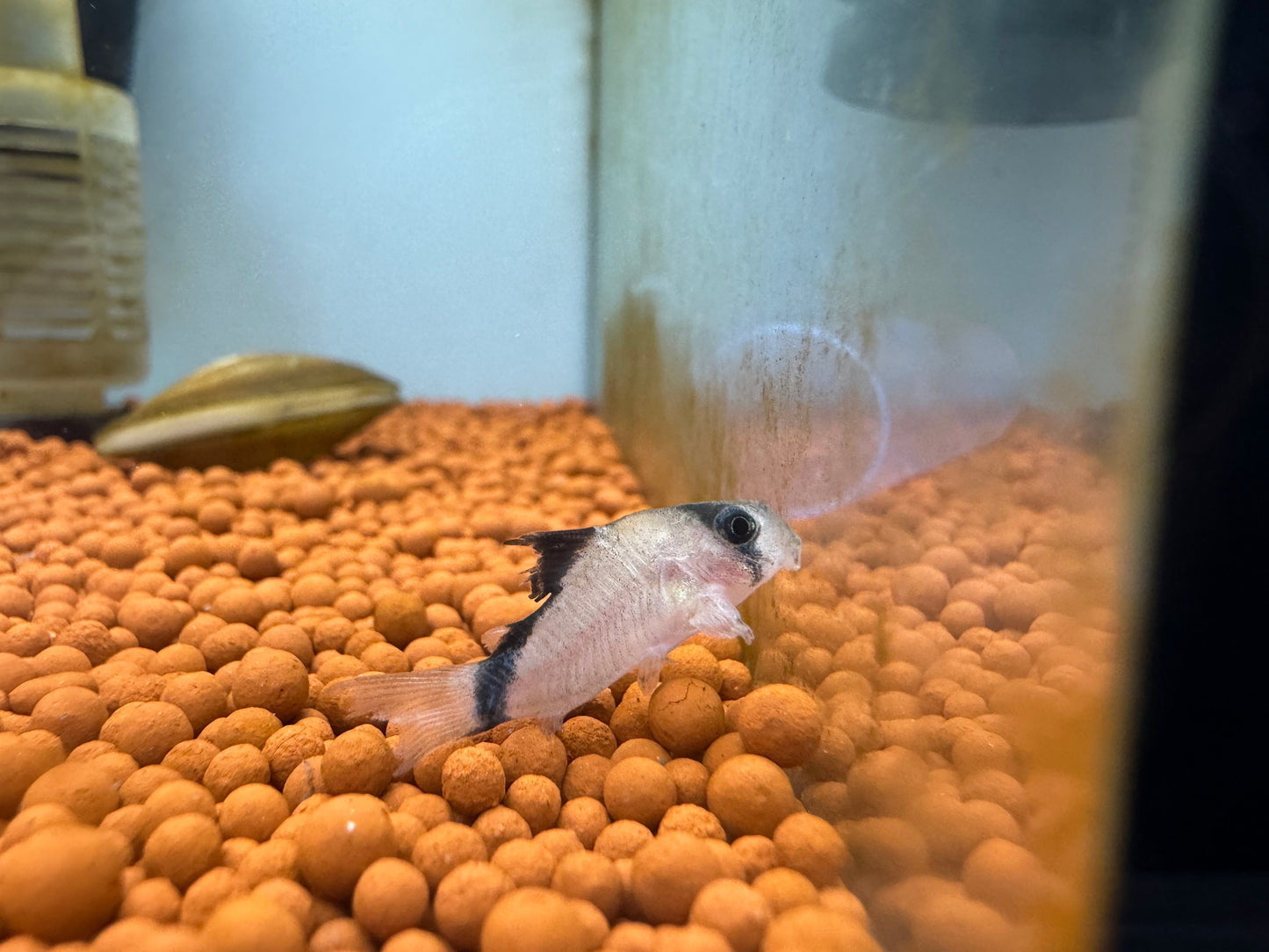 弓箭鼠