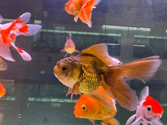 黑泰獅