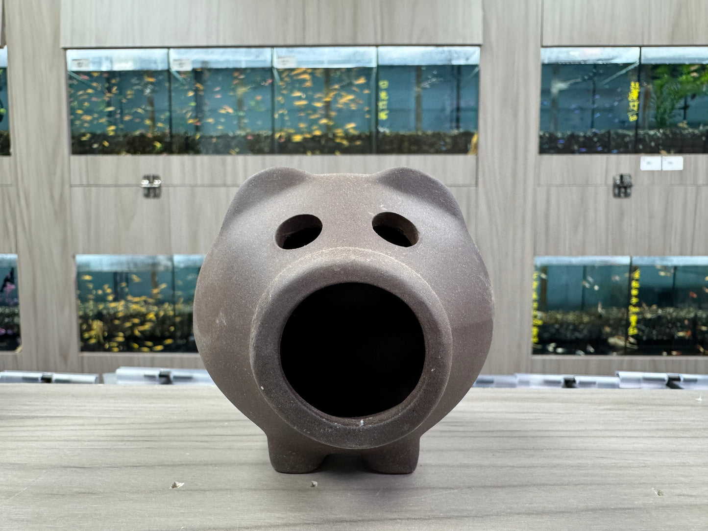 小豬