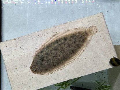 比目魚