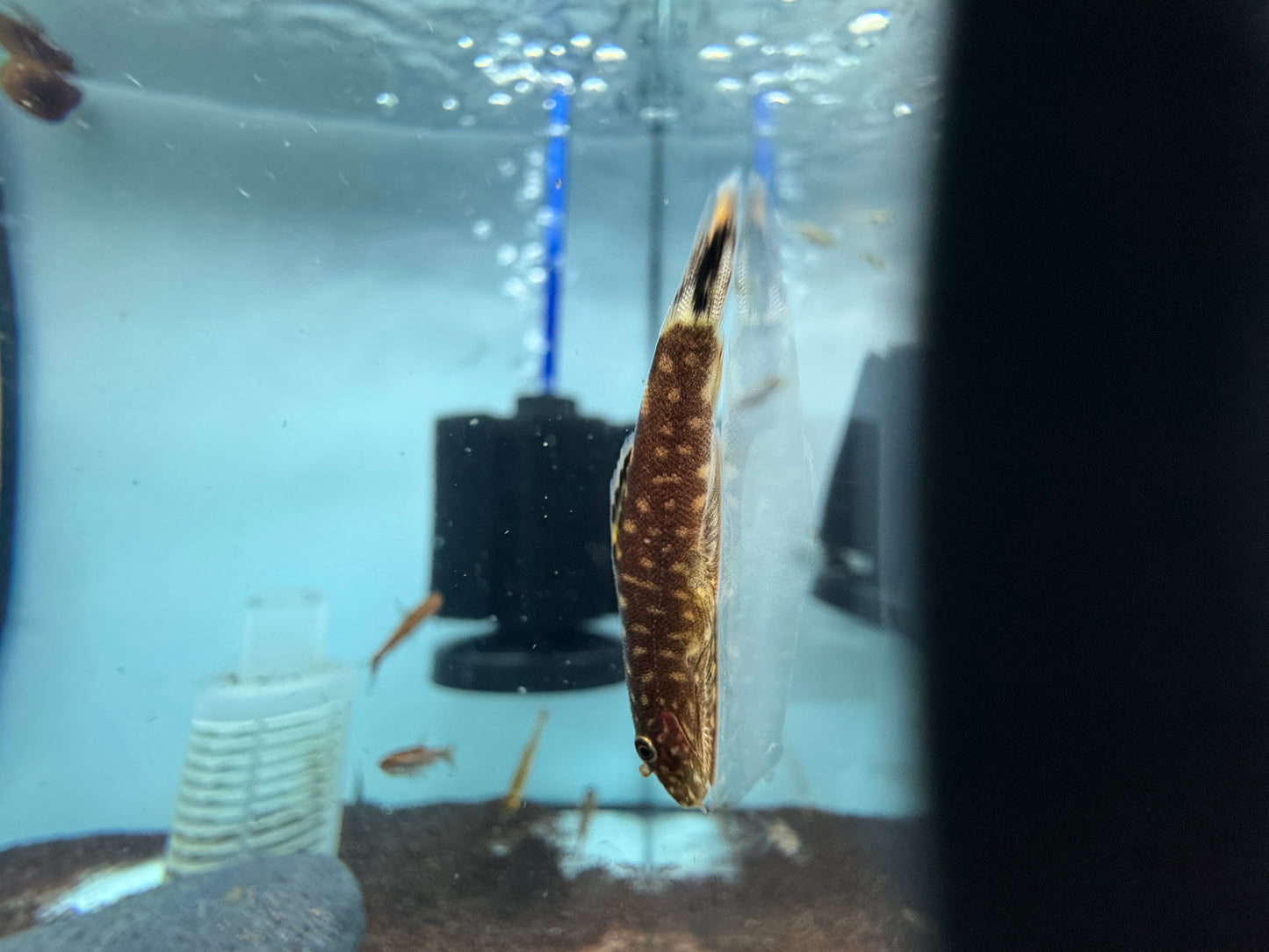 金點提琴鼠
