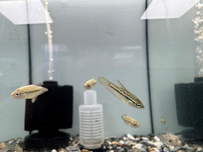 叩叩魚