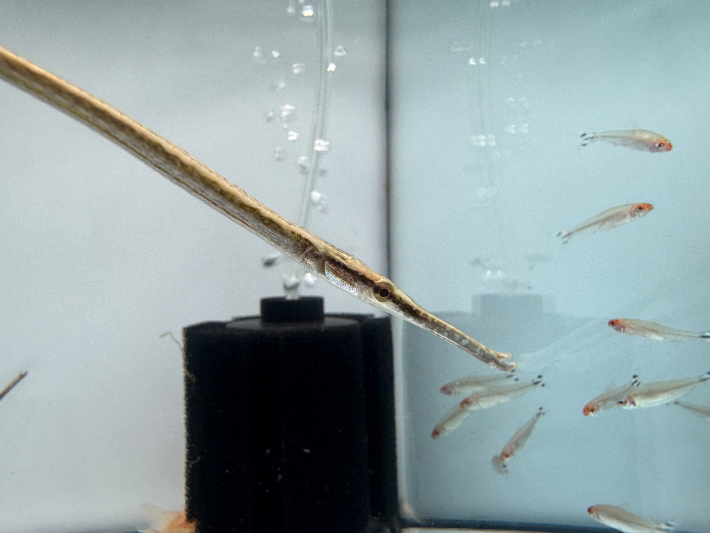 紅外線海龍