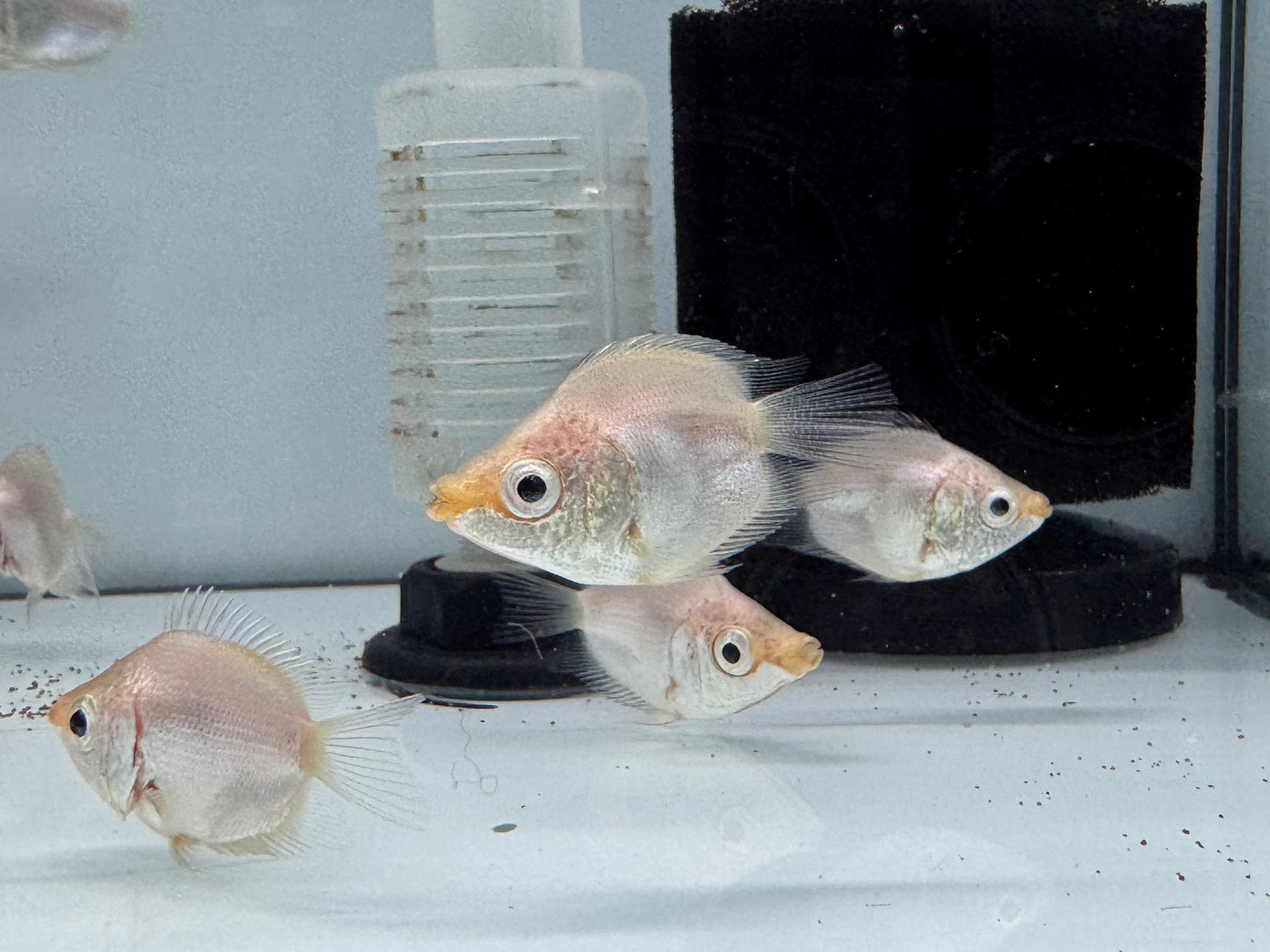 皮球吻魚