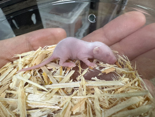 小白鼠