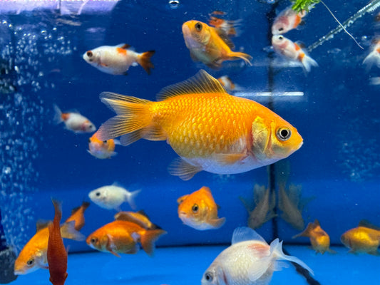 小金魚
