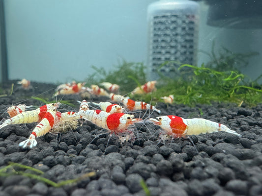 紅白水晶蝦