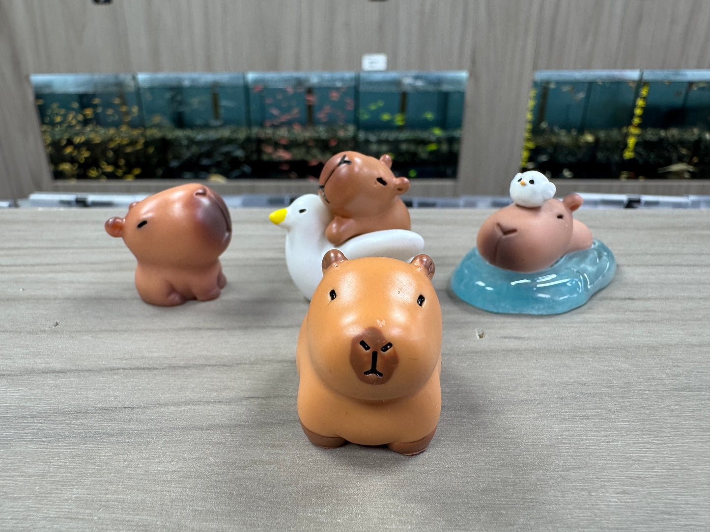 水豚君