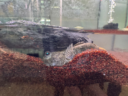 彈塗魚