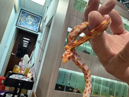 玉米蛇
