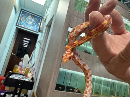 玉米蛇