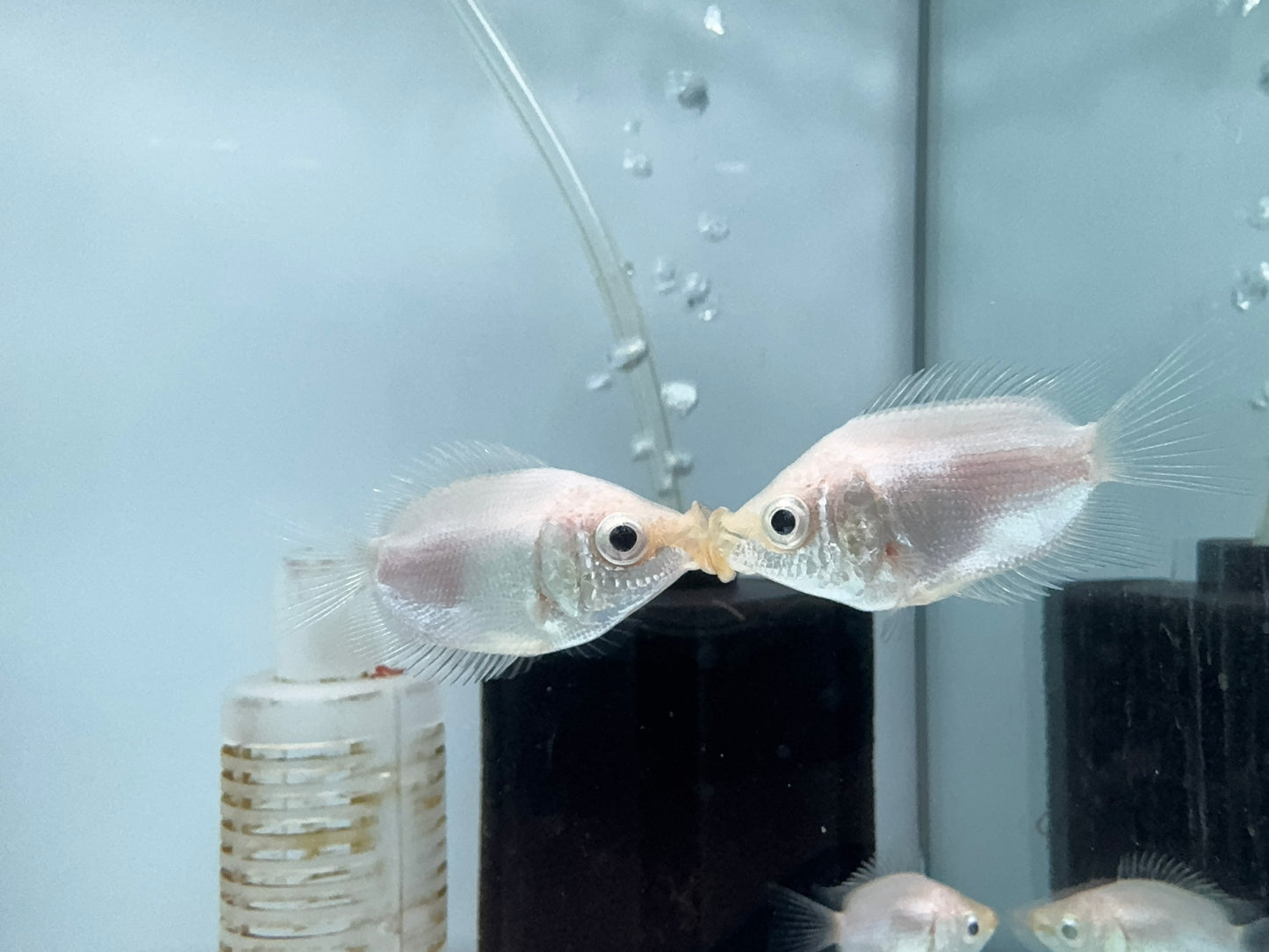 皮球吻魚