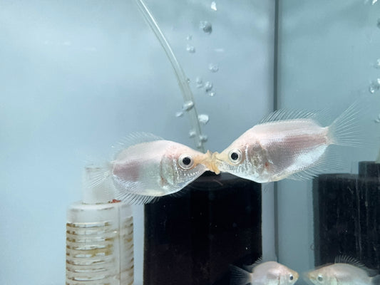 皮球吻魚