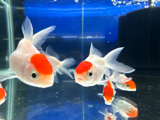 小紅帽