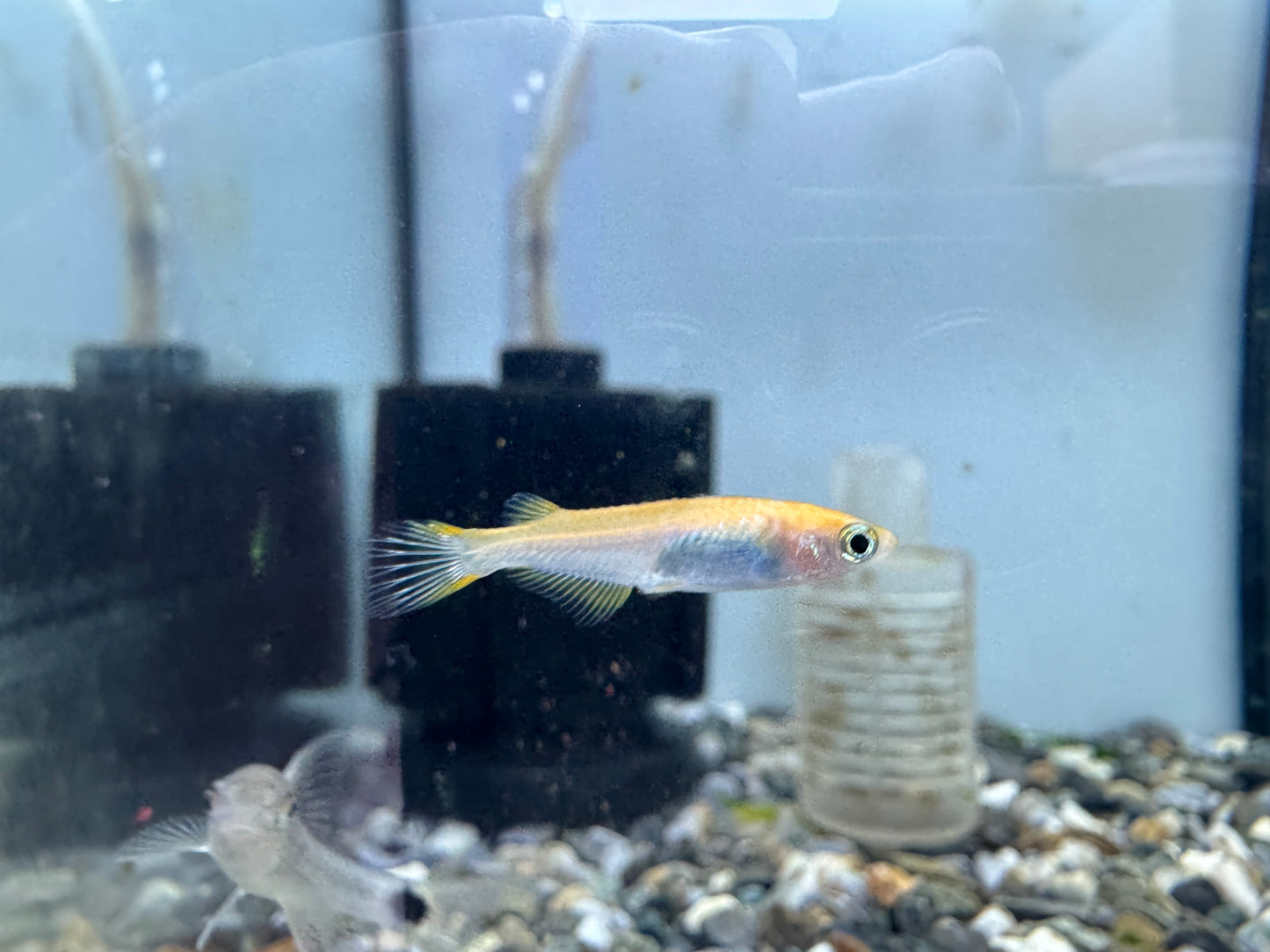 楊貴妃稻田魚