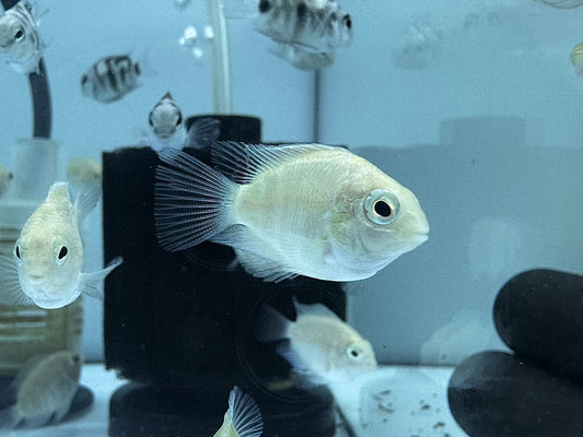 白金鸚鵡