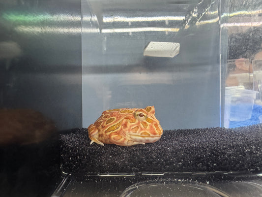 小草莓角蛙