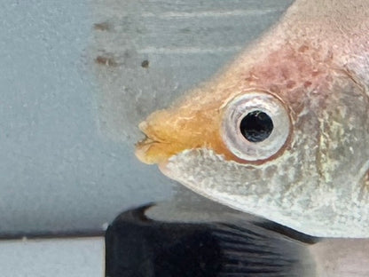 皮球吻魚