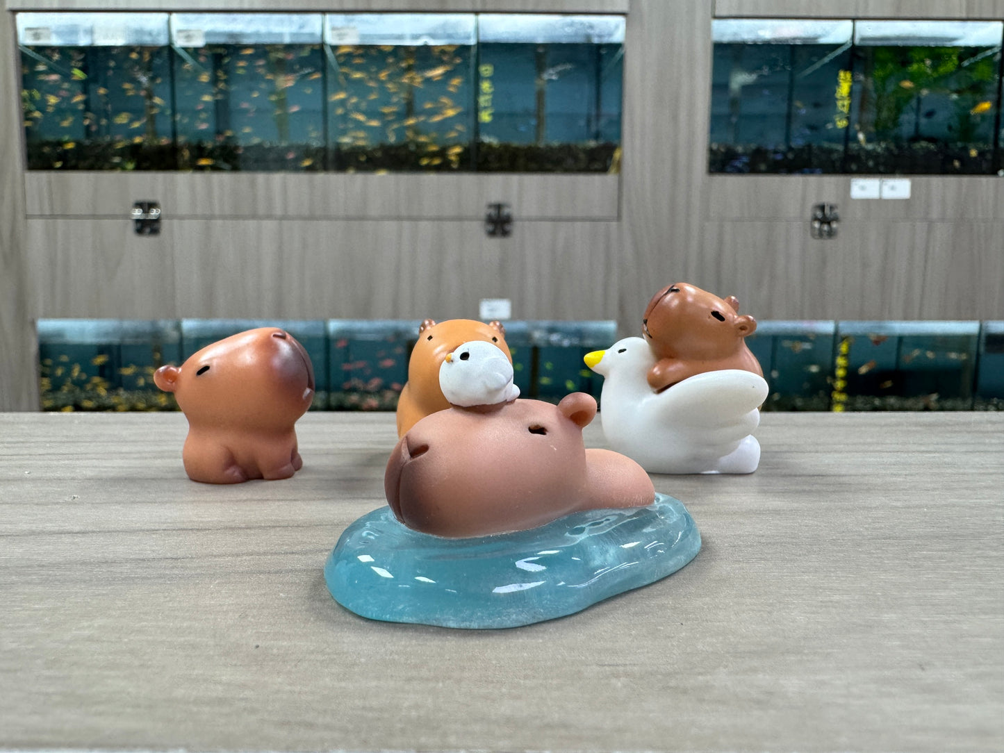 水豚君