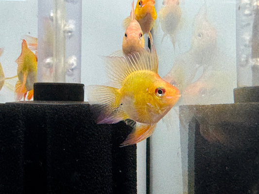 圓身金球鳳凰