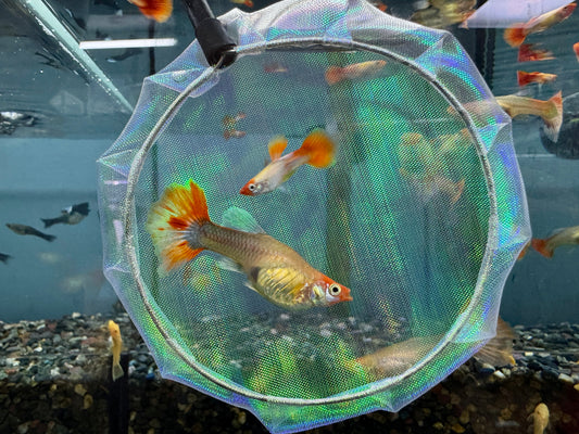 白金丹頂孔雀