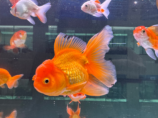 大泰獅
