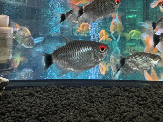 圓身紅目