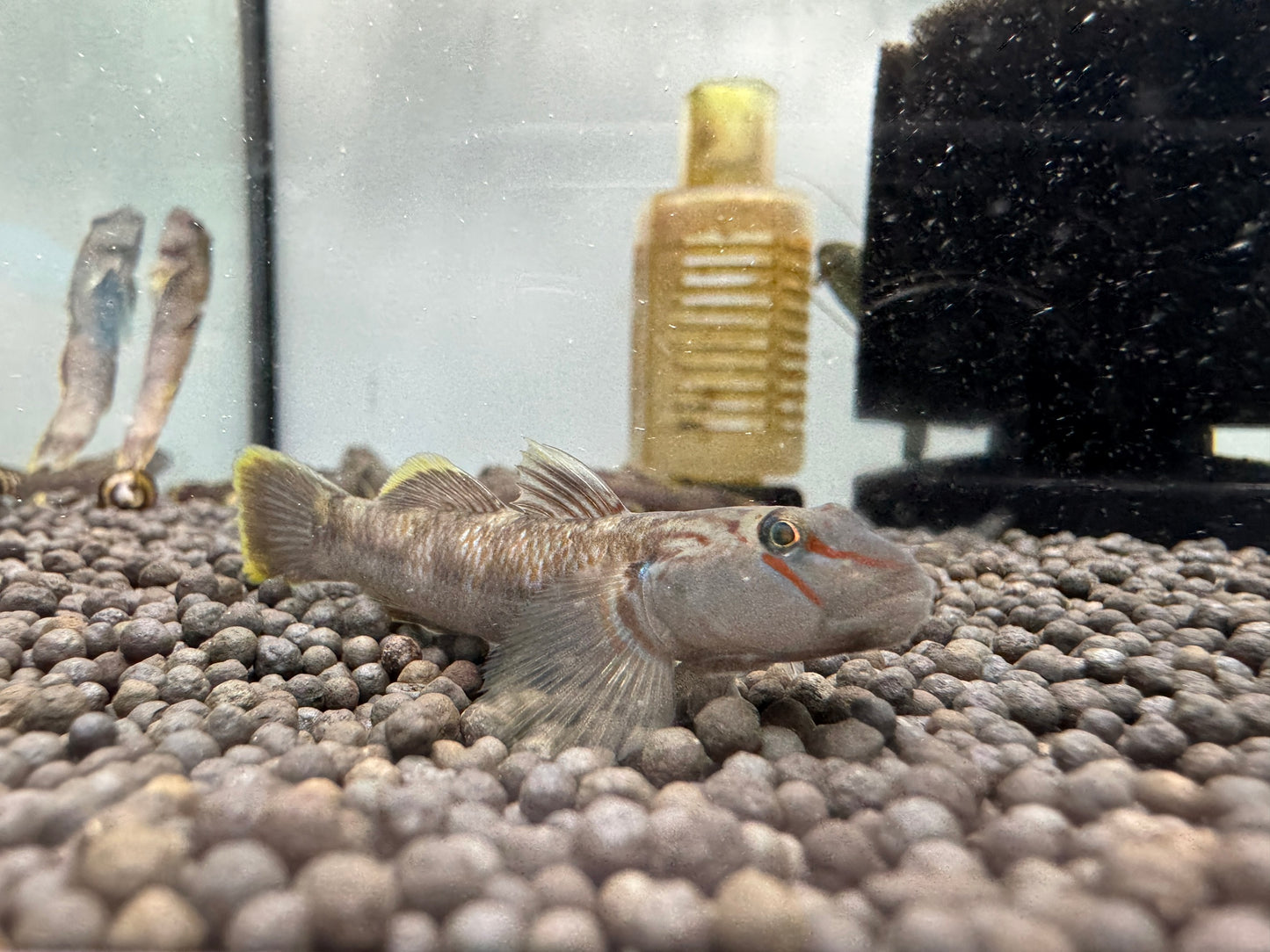 明潭蝦虎