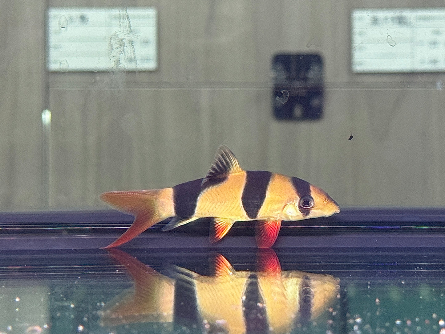 三間鼠