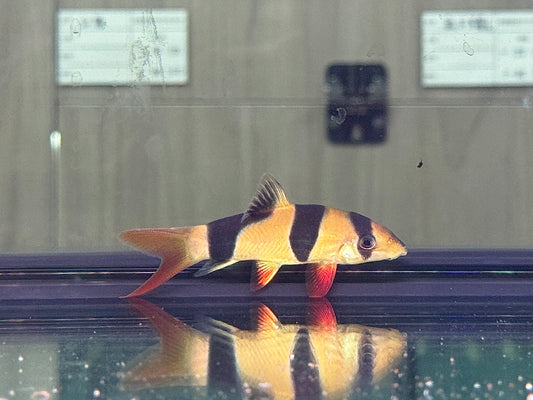 三間鼠