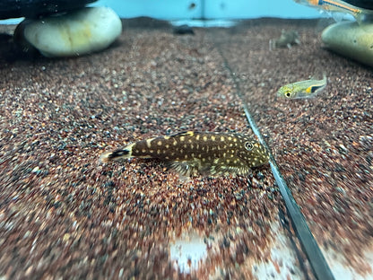 金點提琴鼠