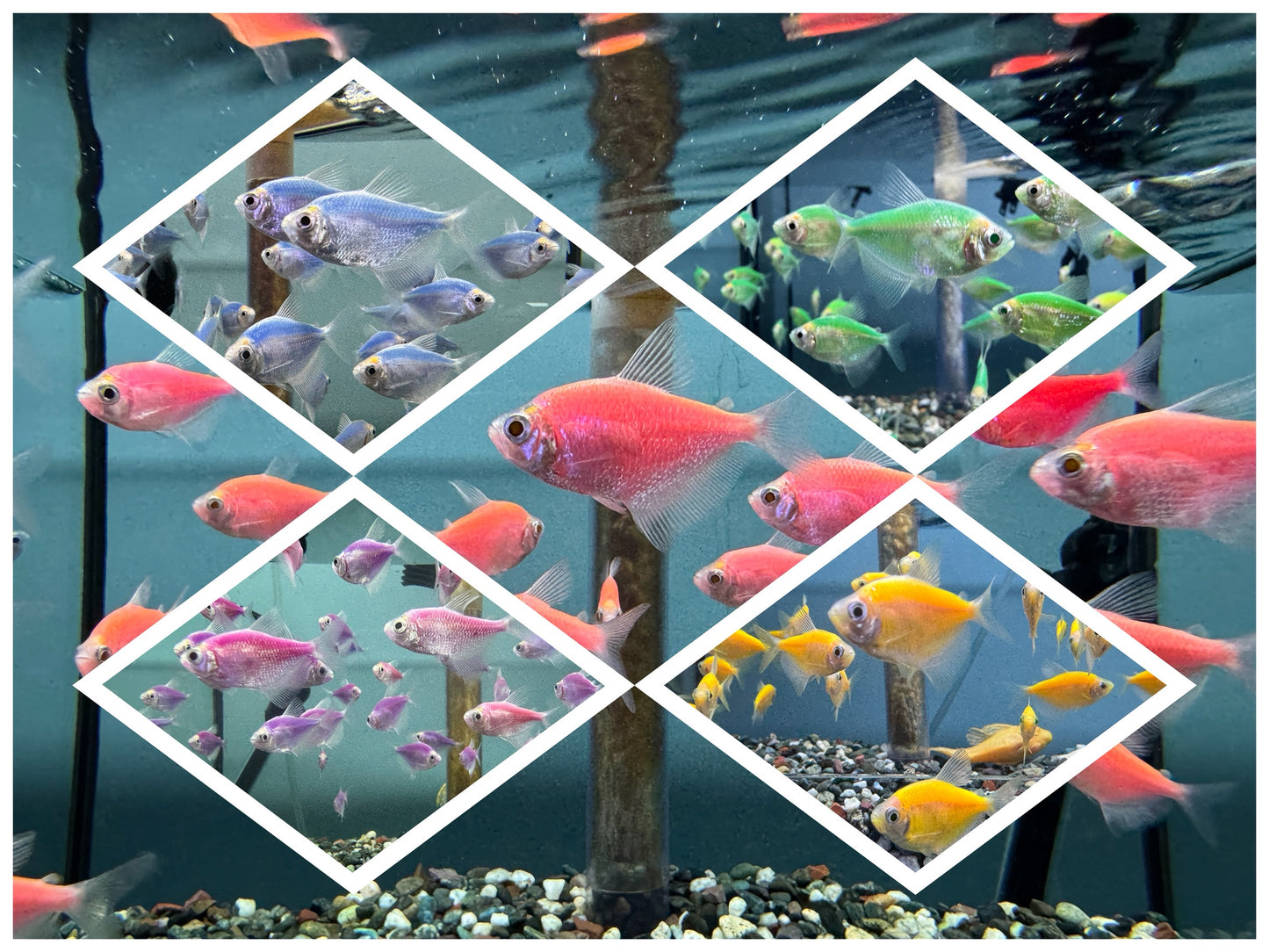 磚魚