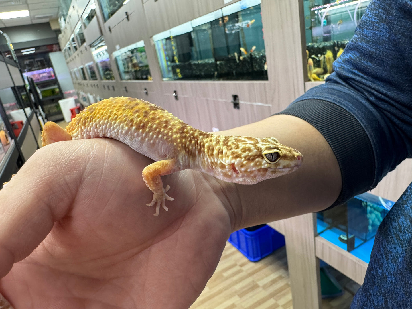 肥尾守宮