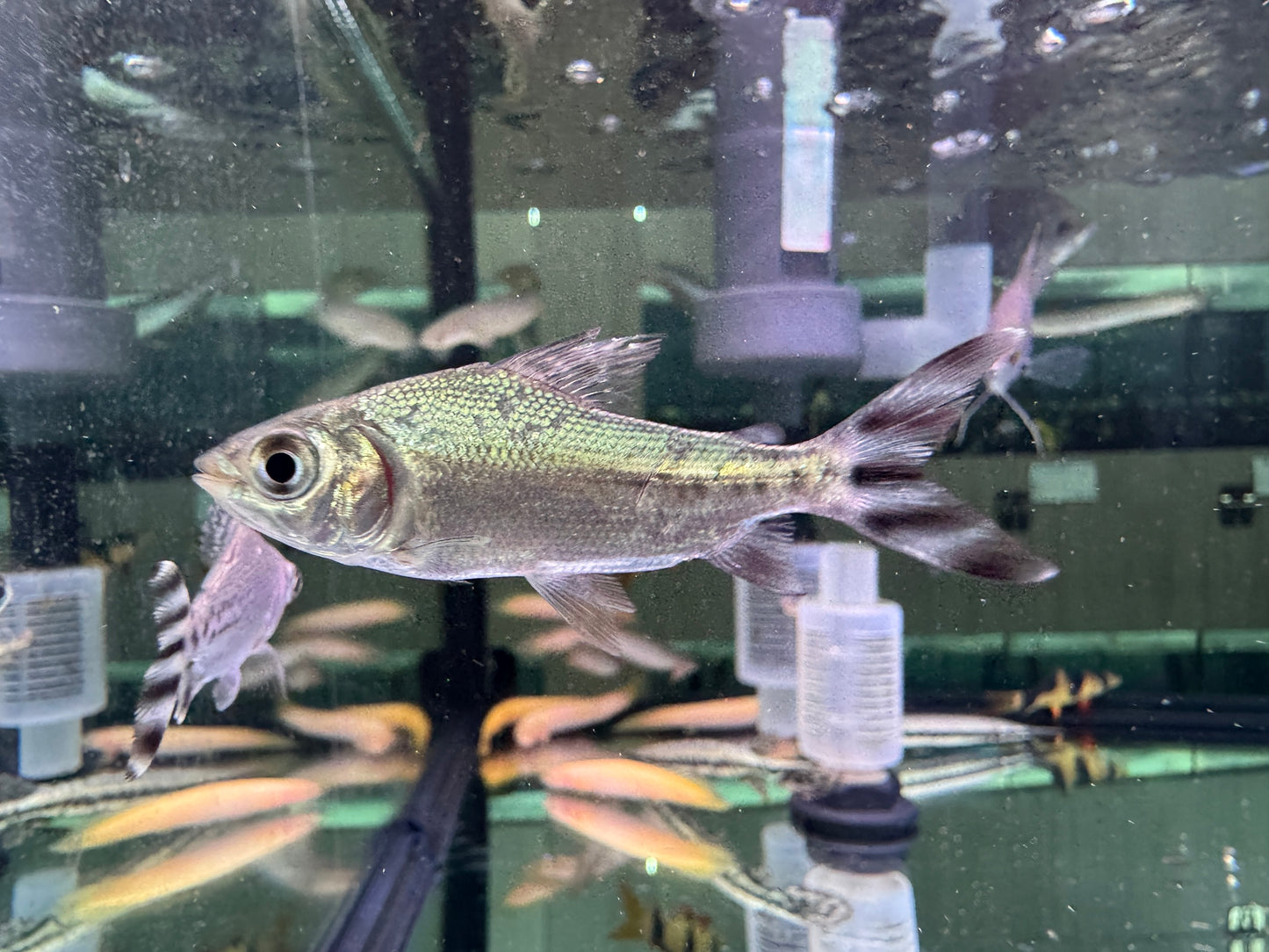 CB飛鳳