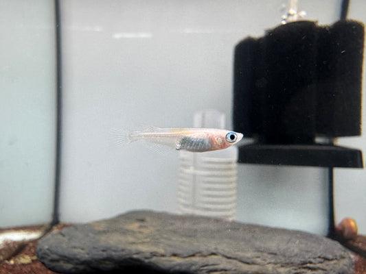 銀河稻田魚