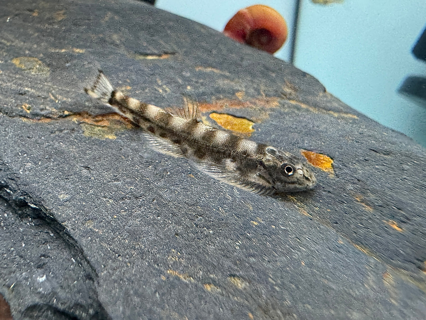 滿天星葫蘆鼠