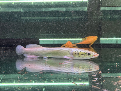 巨骨舌魚