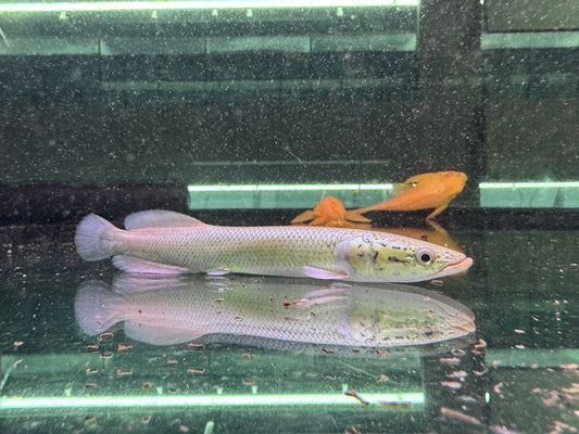 巨骨舌魚