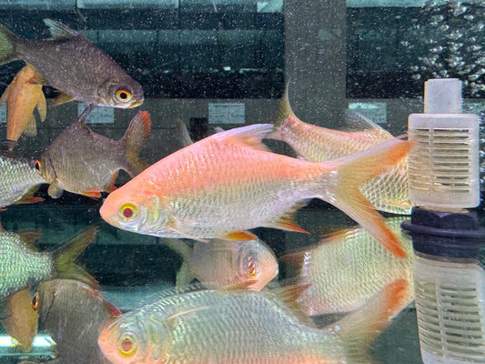 黃金泰國鯽