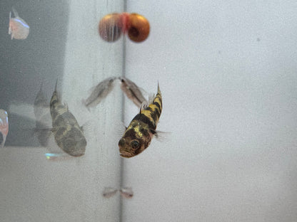 小蜜蜂