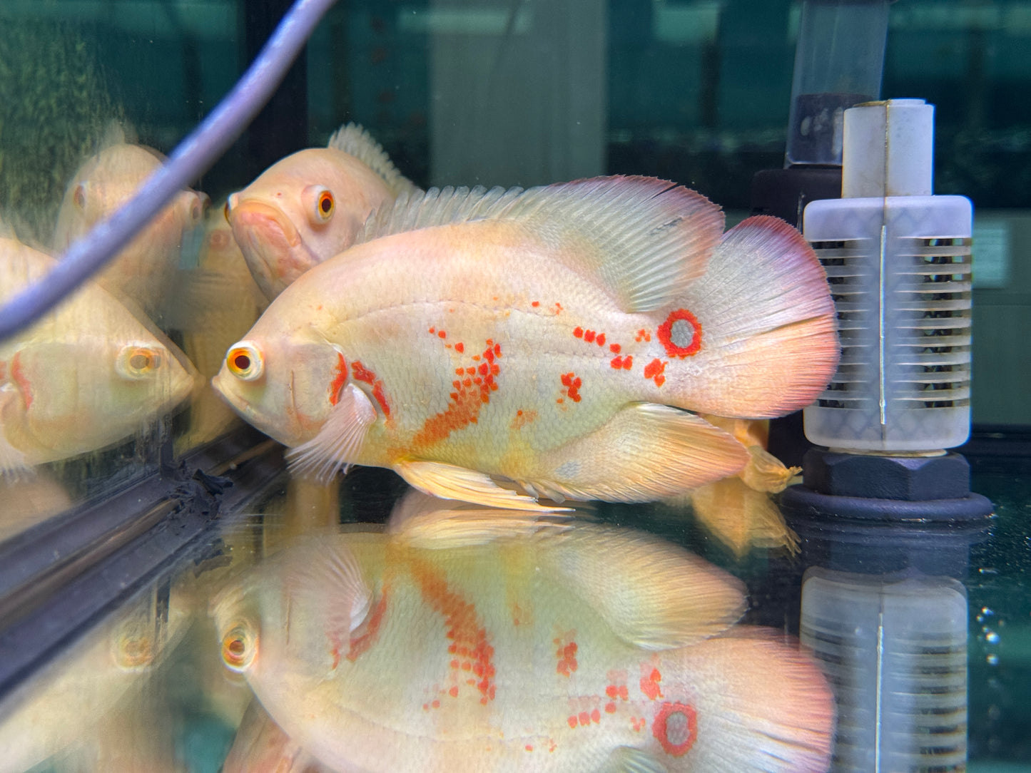 白花豬
