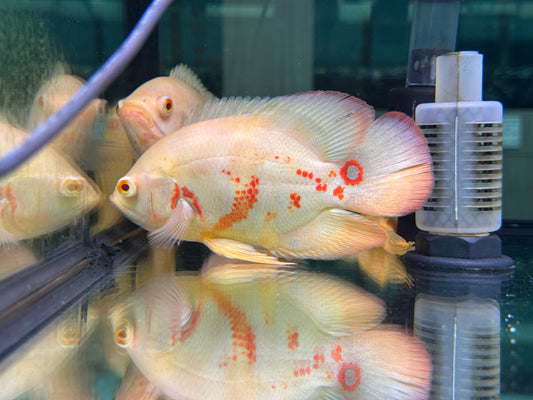 白花豬