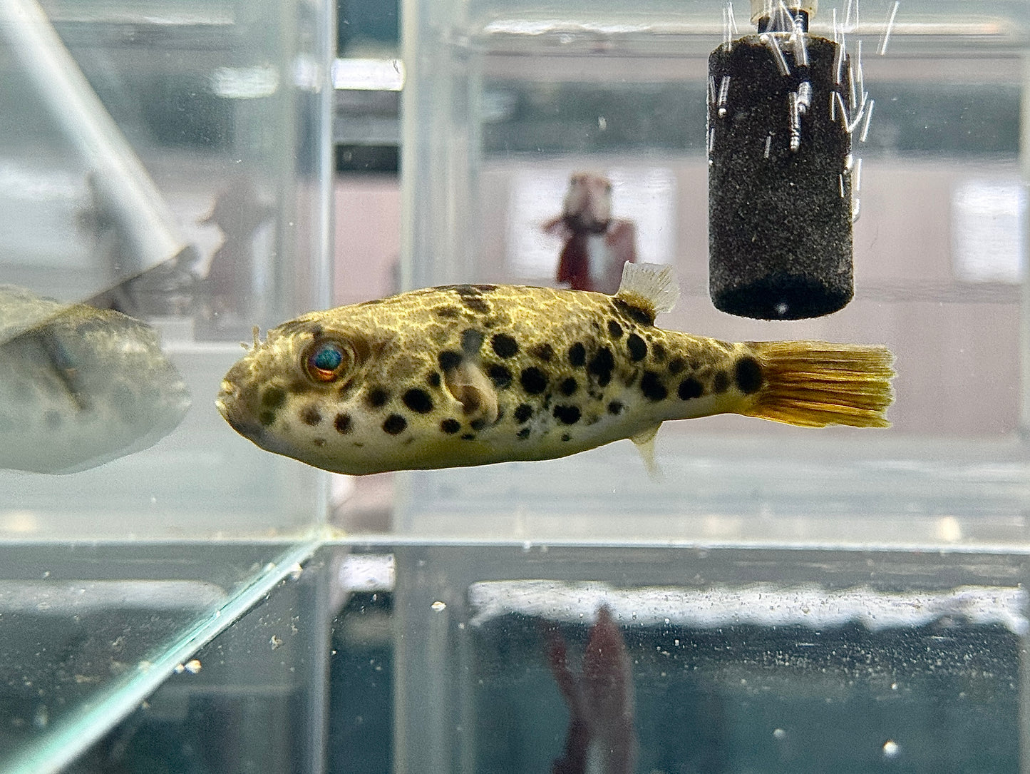 野生金錢狗頭