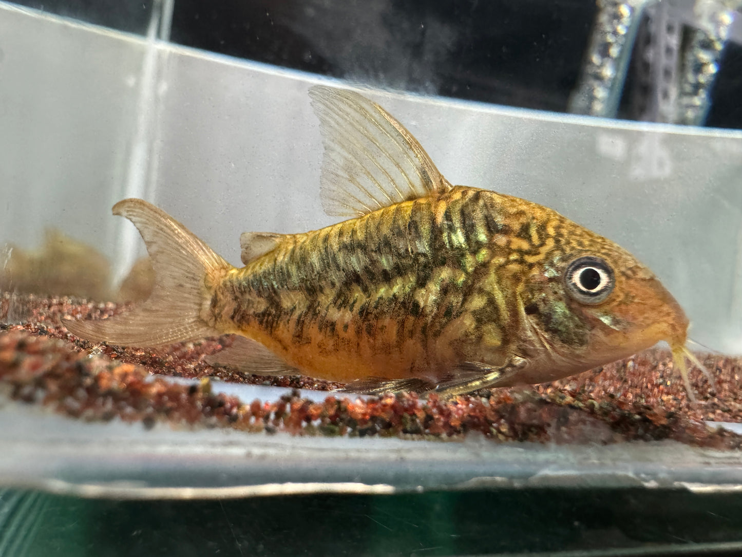 藍月鼠